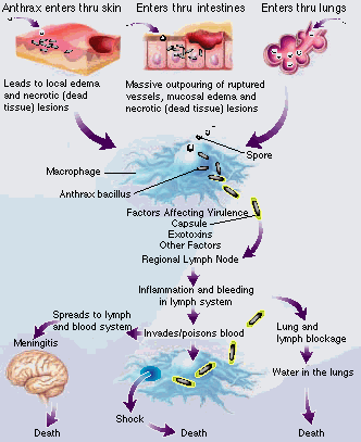 Патогенез сибирской язвы схема